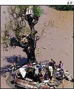 Flood victims round tree   AP